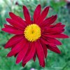 Tanacetum coccineum